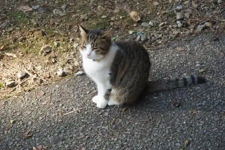 唐澤山神社の動物