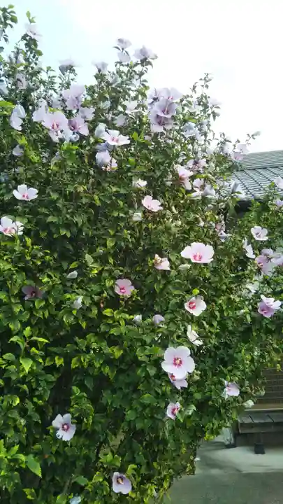 愛宕神社(隣接 三橋神社)の自然