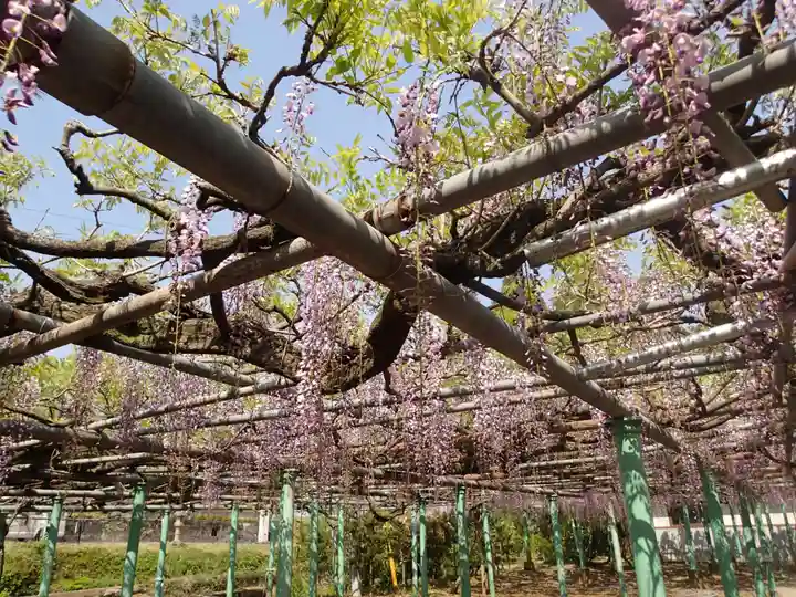 西寒多神社の自然