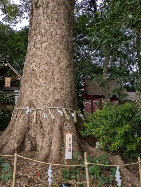 白鬚神社の{uncategorized: "未分類", other: "その他", undefined: "問題あり", building: "その他建物", grave: "お墓", sacred_gate: "鳥居", guardian: "狛犬", statue: "像", buddha: "仏像", history: "歴史", nature: "自然", garden: "庭園", animal: "動物", pagoda: "塔", temizu: "手水舎", mountain_gate: "山門・神門", sanctuary: "本殿・本堂", subordinate: "末社・摂社", art: "芸術", scenery: "景色", jizo: "地蔵", ema: "絵馬", goshuin: "御朱印", omikuji: "おみくじ", items: "授与品その他", amulet: "お守り", goshuincho: "御朱印帳", eats: "食事", festival: "お祭り", votive_dance: "神楽", shichigosan: "七五三参", wedding: "結婚式", experience: "体験その他", initially: "初詣", around: "周辺", anti_infection: "感染症対策"}