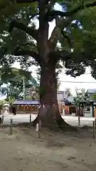 許麻神社の自然