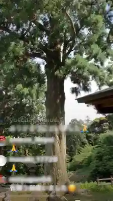 普門寺(切り絵御朱印発祥の寺)(愛知県)