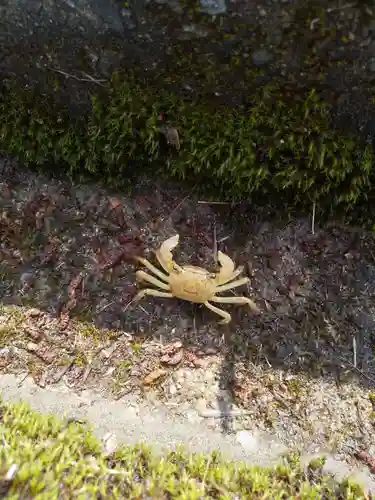 小松天満宮の動物