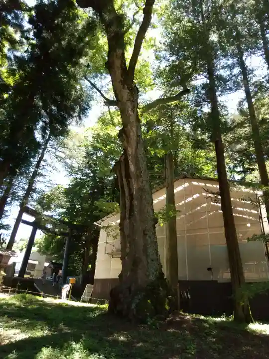 諏訪大社の自然