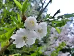 立志神社の自然