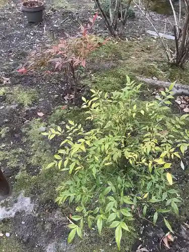 若宮神明社の自然