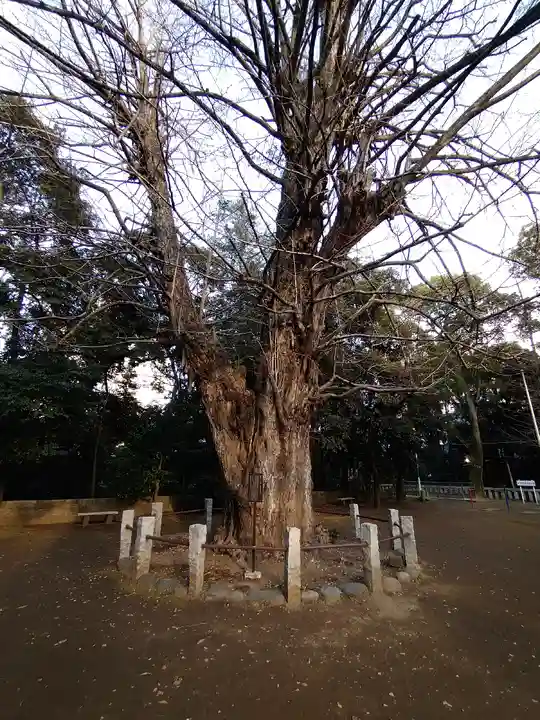 赤坂氷川神社の自然