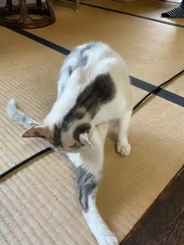 一心寺・一心禅寺の動物