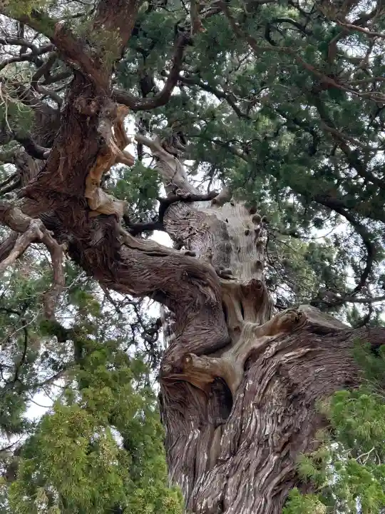 木幡神社の{uncategorized: "未分類", other: "その他", undefined: "問題あり", building: "その他建物", grave: "お墓", sacred_gate: "鳥居", guardian: "狛犬", statue: "像", buddha: "仏像", history: "歴史", nature: "自然", garden: "庭園", animal: "動物", pagoda: "塔", temizu: "手水舎", mountain_gate: "山門・神門", sanctuary: "本殿・本堂", subordinate: "末社・摂社", art: "芸術", scenery: "景色", jizo: "地蔵", ema: "絵馬", goshuin: "御朱印", omikuji: "おみくじ", items: "授与品その他", amulet: "お守り", goshuincho: "御朱印帳", eats: "食事", festival: "お祭り", votive_dance: "神楽", shichigosan: "七五三参", wedding: "結婚式", experience: "体験その他", initially: "初詣", around: "周辺", anti_infection: "感染症対策"}