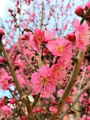 諏訪神社(東京都)