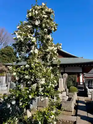 東北寺の{uncategorized: "未分類", other: "その他", undefined: "問題あり", building: "その他建物", grave: "お墓", sacred_gate: "鳥居", guardian: "狛犬", statue: "像", buddha: "仏像", history: "歴史", nature: "自然", garden: "庭園", animal: "動物", pagoda: "塔", temizu: "手水舎", mountain_gate: "山門・神門", sanctuary: "本殿・本堂", subordinate: "末社・摂社", art: "芸術", scenery: "景色", jizo: "地蔵", ema: "絵馬", goshuin: "御朱印", omikuji: "おみくじ", items: "授与品その他", amulet: "お守り", goshuincho: "御朱印帳", eats: "食事", festival: "お祭り", votive_dance: "神楽", shichigosan: "七五三参", wedding: "結婚式", experience: "体験その他", initially: "初詣", around: "周辺", anti_infection: "感染症対策"}