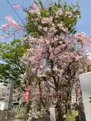 小垣江神明神社の自然