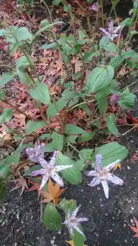 堀越神社の自然