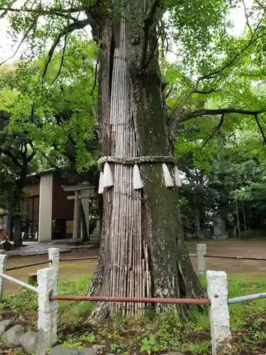 赤坂氷川神社(東京都)