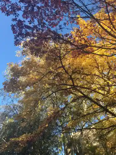 豊平神社の自然