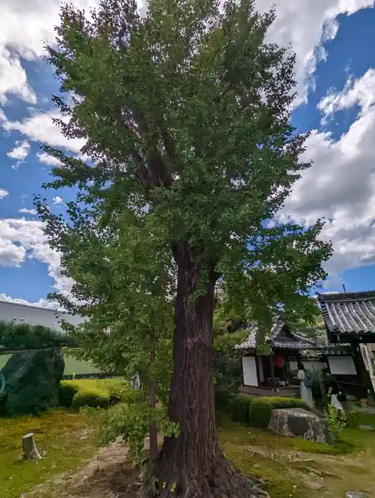 単伝庵(京都府)