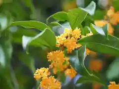 今市報徳二宮神社の自然