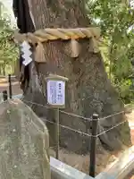 常陸國總社宮の自然