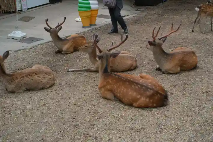 春日大社の動物