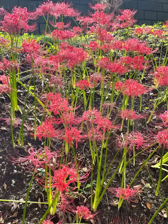 下総国三山 二宮神社の自然