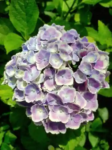 本郷氷川神社(東京都)