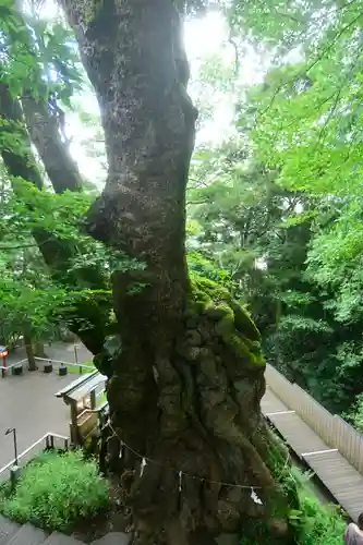 來宮神社(静岡県)