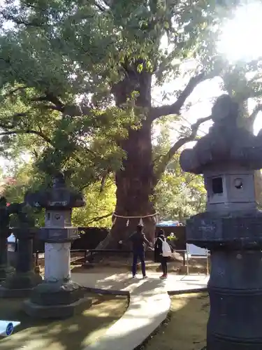 上野東照宮の自然