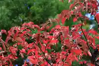 高司神社〜むすびの神の鎮まる社〜の自然