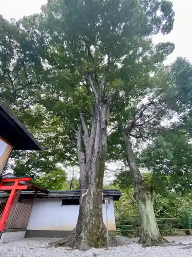 金井戸神社の自然
