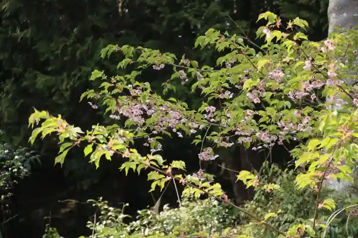 大國主神社の自然