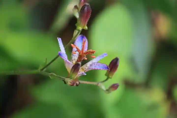 豊景神社の庭園