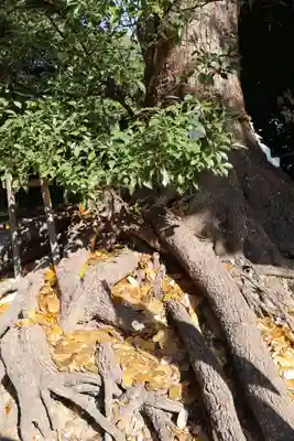 和泉國一之宮　大鳥大社(大阪府)