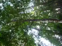 小川郷神社の自然