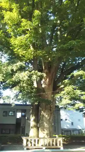 住吉神社の自然