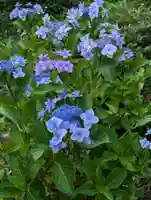 花巻神社(岩手県)