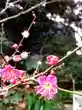 乃木神社(東京都)