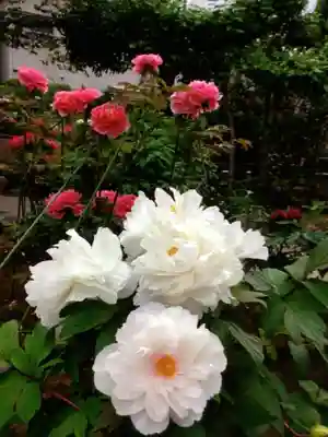 禅定院(東京都)