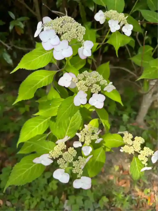 高屋敷稲荷神社(福島県)