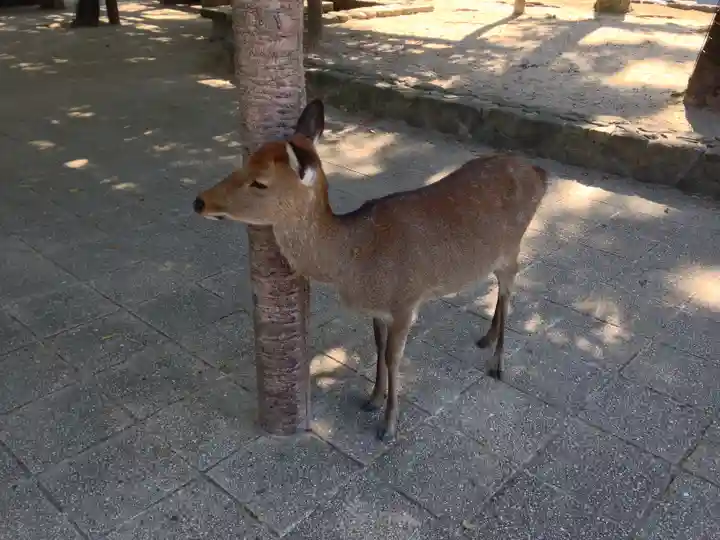 厳島神社(広島県)