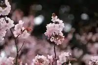 諏訪神社の自然