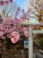 鳩森八幡神社の自然