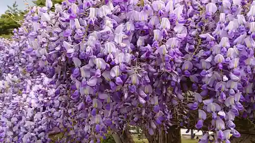 白山神社の自然