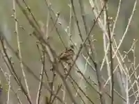 留辺蘂神社の動物