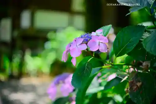 高幡不動尊　金剛寺(東京都)