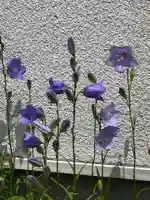 宝壽山 吉祥院の自然