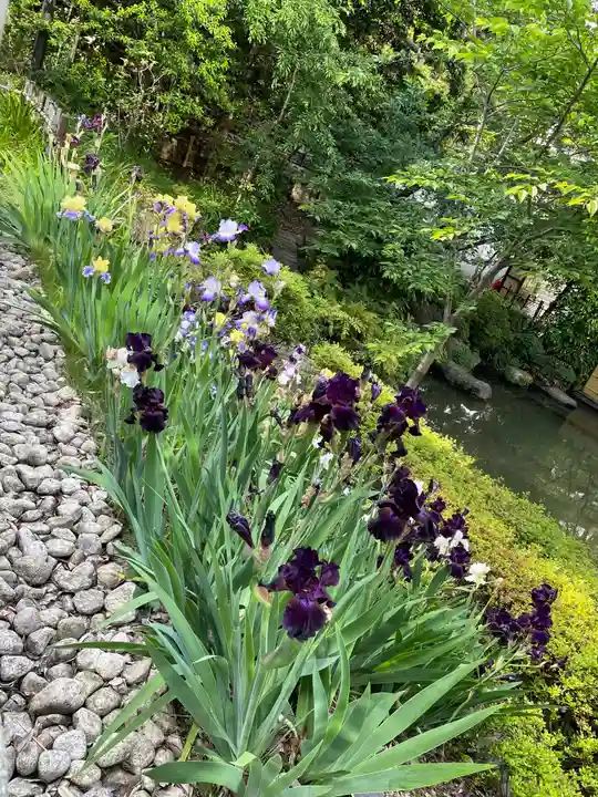 東郷神社の自然