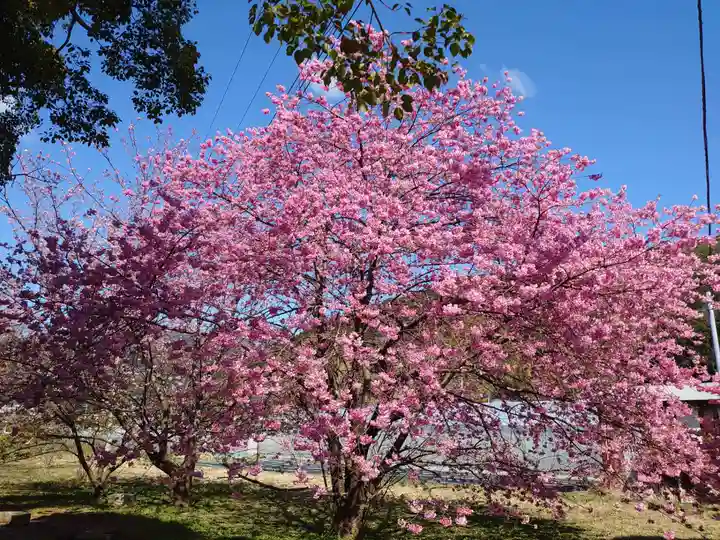 川津来宮神社の自然