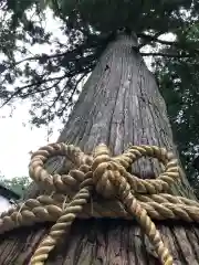 北口本宮冨士浅間神社の自然