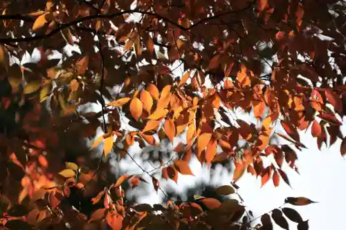 阿久津「田村神社」（郡山市阿久津町）旧社名：伊豆箱根三嶋三社の自然