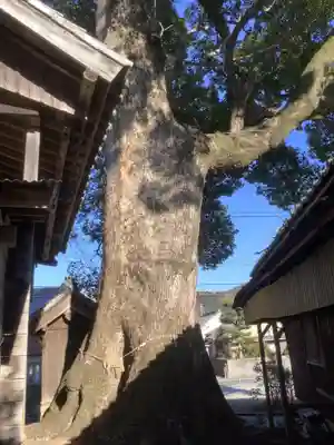 関川社（赤坂町）の自然